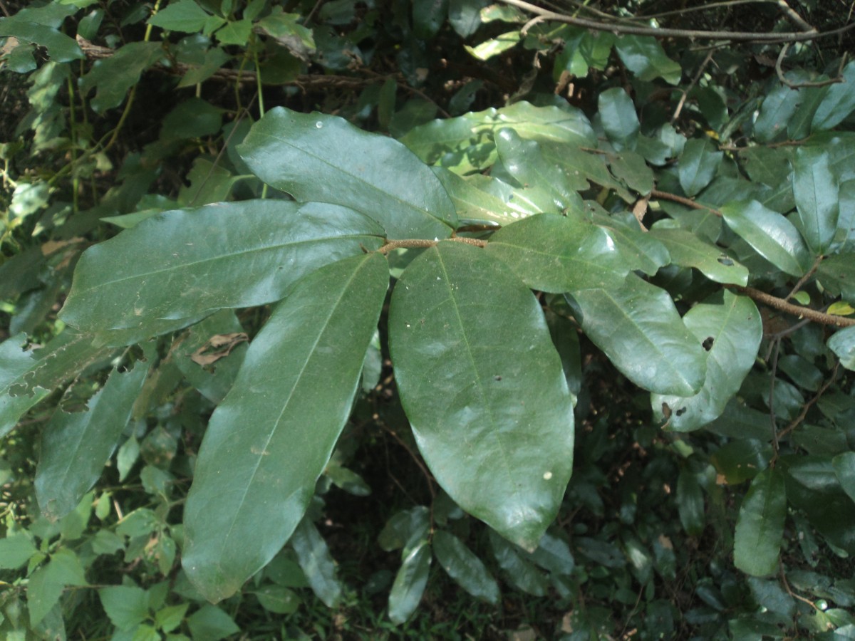 Polyalthia suberosa (Roxb.) Thwaites